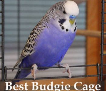 best budgie cage reviews