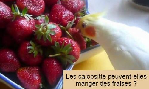 calopsitte fraise